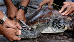 Polda Bali Gagalkan Penyelundupan 15 Ekor Penyu Hijau dari Madura ke Denpasar<