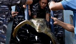 TNI AL Gagalkan Penyelundupan 32 Ekor Penyu Hijau di Bali