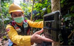5 Ekor Harimau Terpantau Hidup di Areal Konservasi Muara Merang Sumsel<