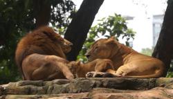 Kejutan Kebun Binatang Bandung di Tahun Baru 2022, Hadirkan 2 Bayi Singa Afrika 