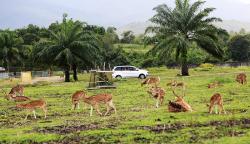 Berawal dari Pemain Akrobat Keliling, Jansen Manangsang Sukses Pimpin Taman Safari Indonesia