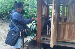 Indukan Kambing Peranakan Etawa Digondol Pencuri, Warga Kulonprogo Merugi Puluhan Juta