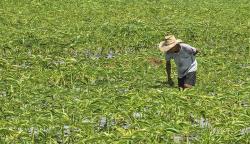 Produksi Tepung Glukomanan, PT Rezka Nayatama Bangun Pabrik Porang di Lombok Barat 