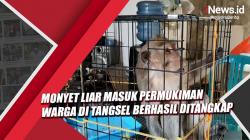 Meresahkan, Monyet Liar Masuk Permukiman Warga di Tangsel Berhasil Ditangkap