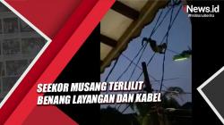 Musang Terlilit Benang Layangan dan Kabel Dievakuasi Damkar Jaktim