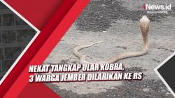 Nekat Tangkap Ular Kobra, 3 Warga Jember Dilarikan ke Rumah Sakit<