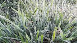 Cuaca Ekstrem di Dieng, Muncul Fenomena Bun Upas