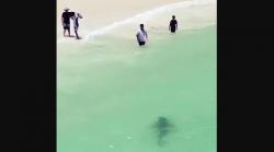 Hiu Macan Berenang di Pantai, Pengunjung Kabur Selamatkan Diri