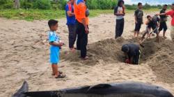  Ikan Lumba-Lumba Ditemukan Mati di Pantai Aceh Selatan