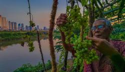 Dulu Banyak Semak Belukar, Kini Bantaran Kali Ciliwung Dipenuhi Pohon Anggur