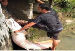 Geger! Warga Lhokseumawe Tangkap Ikan Raksasa di Selokan, Ini Penampakannya