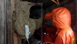 Tawon Vespa Serang Warga Reni Jaya Pamulang, 1 Anak Sakit Panas Dingin