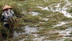68 Hektare Tanaman Padi Rusak Terendam Banjir di Aceh