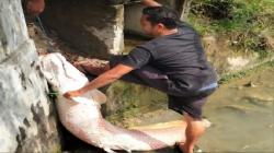 Ikan Raksasa yang Ditemukan Warga Lhokseumawe Diduga Ikan Arapaima
