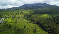 Penampakan dari Udara Hamparan Perkebunan Teh Terluas di Indonesia