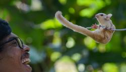 Bisnis Ternak Sugar Glider, Harga Jual Rp500.000-Rp5 Juta per Ekor
