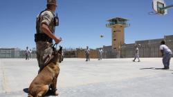 Tusuk Anjing Polisi hingga Tewas, Penjahat Ditembak Mati Petugas