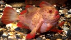 Ikan Bertangan Terekam Kamera di Dasar Laut Tasmania, Terakhir Terlihat Tahun 1999