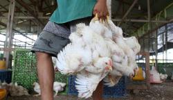 Harga Ayam Potong di Padang Naik Menjadi Rp32.000 per Kilogram