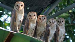  Kapolda Jateng Apresiasi Petani Manfaatkan Serak Jawa untuk Basmi Hama Tikus