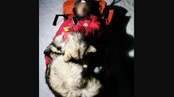 Pendaki Jatuh dari Lereng Salju, Anjing Ini Beri Pelukan Hangat 13 Jam<