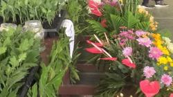 Balithi-BPTP-Pemkot Tomohon Penuhi Kebutuhan Bibit Bunga Krisan Siap Ekspor