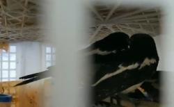 Ratusan Ekor Burung Hendak Diselundupkan ke Jawa Disembunyikan di Kolong Truk