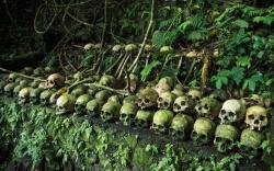 5 Tradisi Pemakaman Unik di Indonesia, Nomor 4 Jenazah Bayi Diletakkan dalam Pohon Bergetah yang Dianggap ASI