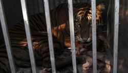 Penampakan Harimau Sumatera Masuk Permukiman, Mangsa 2 Sapi Milik Warga 