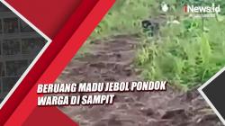 Kelaparan, Beruang Madu Jebol Pondok Warga di Sampit