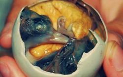 Deretan Kuliner Ekstrem Bikin Merinding, dari Tarantula, Embrio Bebek hingga Sup Telur Semut