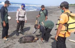 Penyu Jenis Lekang Ditemukan Mati di Pantai Bugel Kulonprogo