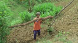 Luar Biasa, Ketela Super Jumbo di Rembang Ini Capai Panjang 2,6 Meter 