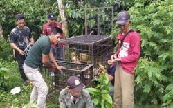 Cari Beruang Madu yang Rusak Perkebunan Warga, Petugas KSDA Pasang Kandang Jebak 