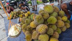 Musim Durian Kasongan Khas Kalimantan Tengah, Harga Jual Mulai Rp20.000