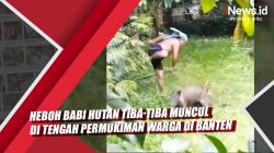 Video Heboh Babi Hutan Tiba-Tiba Muncul di Tengah Permukiman Warga di Banten