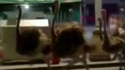 80 Ekor Burung Unta Kabur dari Peternakan, Bikin Heboh Pemakai Jalan