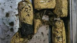 Satgas Pamtas Gagalkan Penyelundupan 4,1 Kg Ganja dari Papua Nugini<