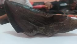 Heboh, Benda Mirip Gigi Hiu Megalodon Ditemukan Tanpa Sengaja di Majalengka<