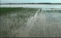 1.400 Hektare Tanaman Padi di OKI Puso karena Terendam Banjir