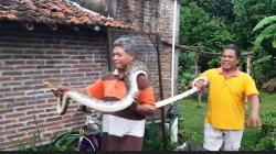 Ngeri, Ular Piton 3 Meter Mangsa Hewan Ternak di Perkampungan