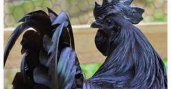 5 Misteri Ayam Cemani yang Menakutkan, Nomor 3 Darahnya Bisa Bikin Kebal