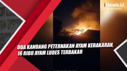 Video Dua Kandang Peternakan Ayam Kebakaran, 16 Ribu Ayam Ludes Terbakar