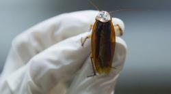 Gatal Dikira Kemasukan Air, Ternyata Ada Kecoak di Dalam Telinga Pria Ini