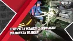 Mangsa 2 Ayam, Ular Piton 3 Meter Diamankan Damkar Kotawaringin Barat