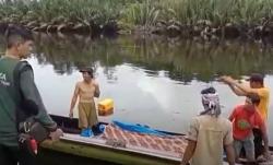 Ngeri, Jasad Pekerja Bangsaw yang Dimangsa Buaya Ditemukan Tanpa Lengan
