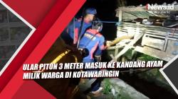 Video Ular Piton 3 Meter Masuk ke Kandang Ayam Milik Warga di Kotawaringin<