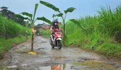 Protes, Warga Kudus Tanam Pohon Pisang di Jalan Rusak