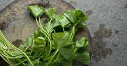 Mengenal Khasiat Daun Pegagan untuk Kesehatan Kulit Wajah