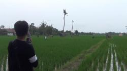 Sabung Ayam di Subang Dibubarkan Polisi, Puluhan Penjudi Lari Terbirit-Birit<